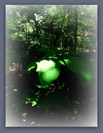 forest leaf